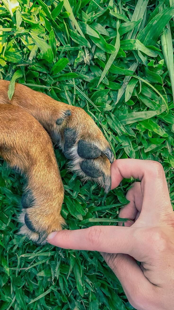 Perro usando una alfombra olfativa