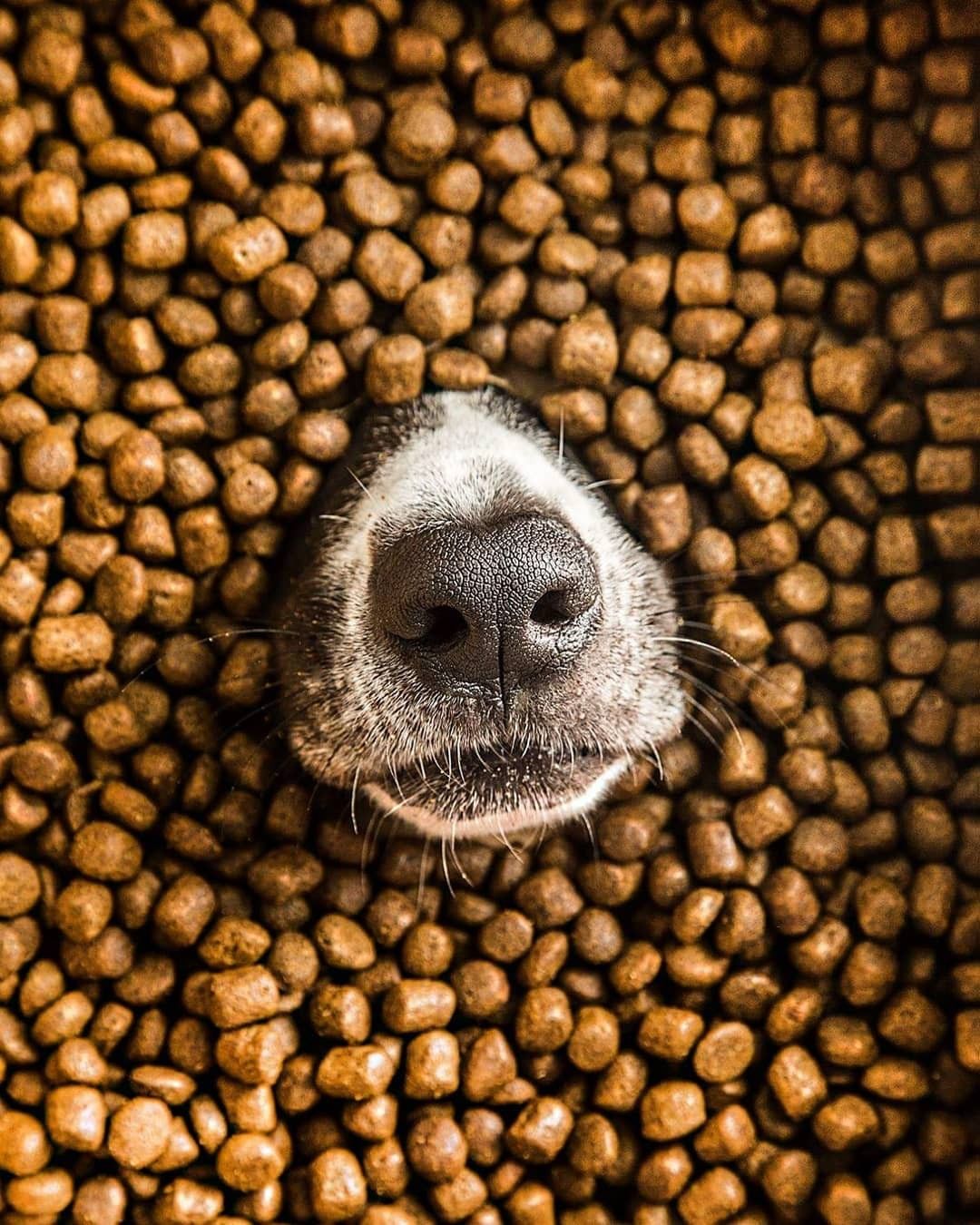 Productos de enriquecimiento para mascotas